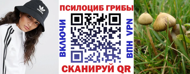 Купить закладки Кашира Псилоцибиновые грибы Psilocybe